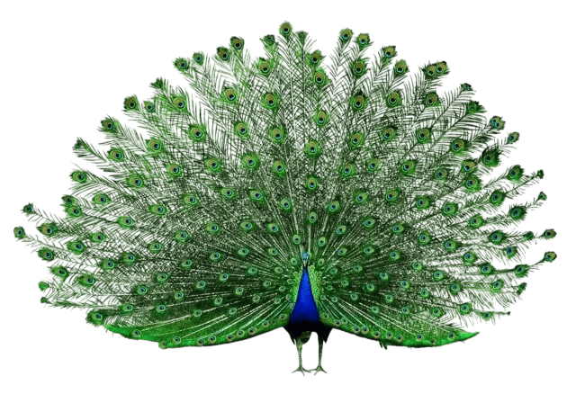 Floating Peacock